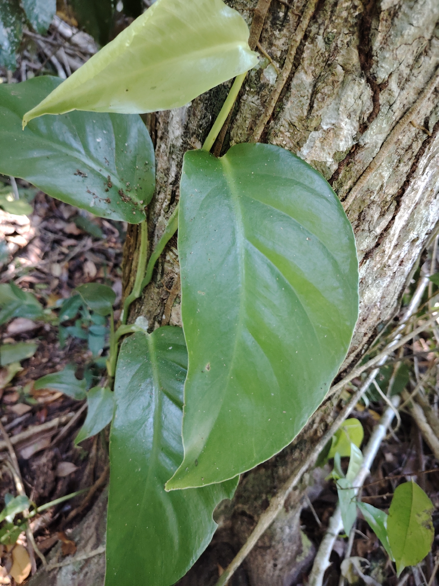 Imagem de Monstera acuminata