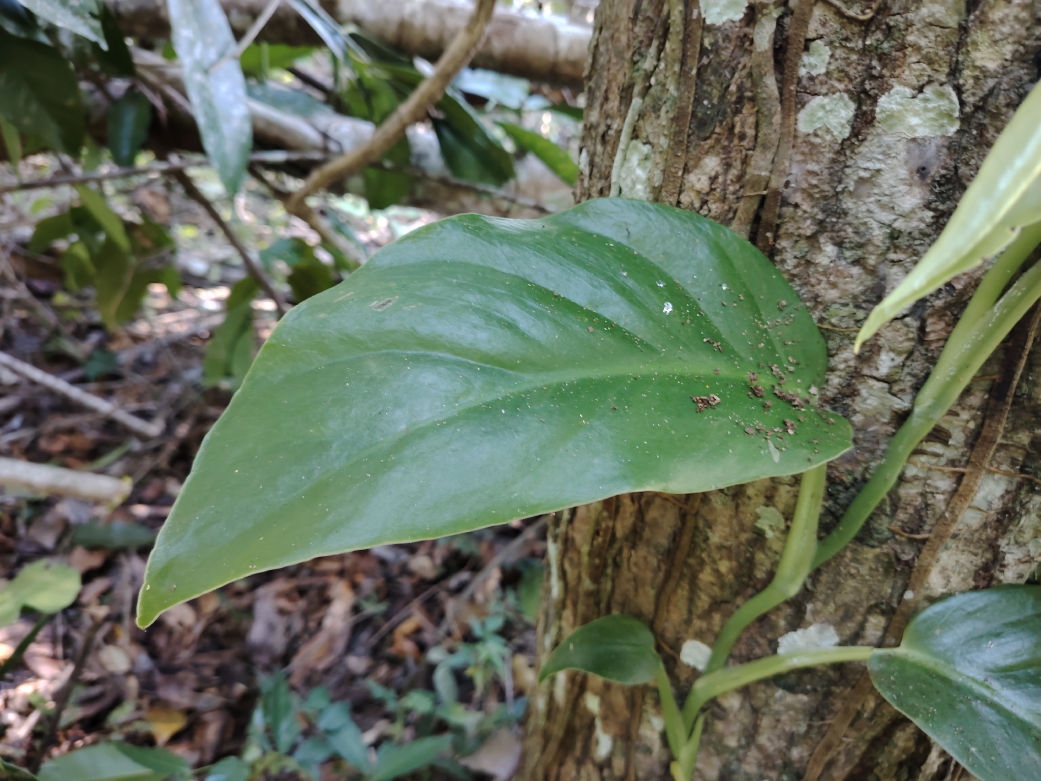 Imagem de Monstera acuminata