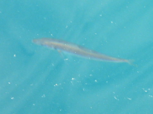 Trachurus trachurus