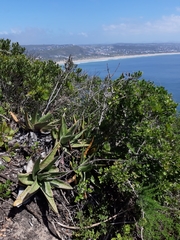 Gasteria acinacifolia
