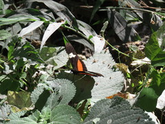 Heliconius hortense