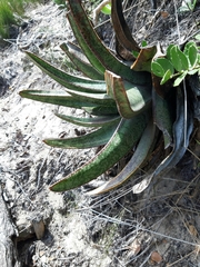 Gasteria acinacifolia