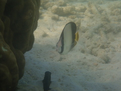 Chaetodon decussatus