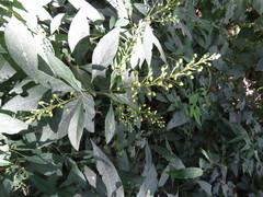 Echinopterys eglandulosa