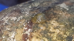 Ancylus fluviatilis