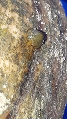 Ancylus fluviatilis