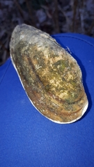 Ancylus fluviatilis