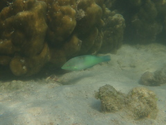 Halichoeres chloropterus