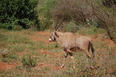 Oryx beisa callotis