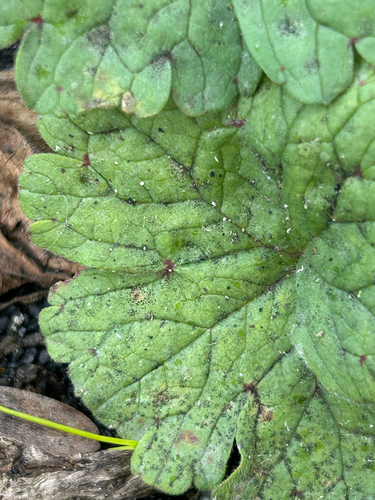 Coleroa circinans, 2026-03-01