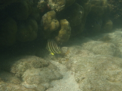 Chaetodon octofasciatus