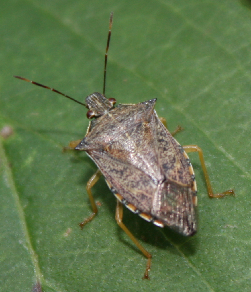 Spined Soldier Bug (putnam County Site Observations - Lice, Thrips 