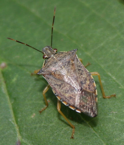 Spined Soldier Bug (A guide to the Ecdysozoa: Insecta: Hemiptera (true ...