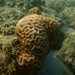 Lesser Star Coral - Photo (c) Denis Makhnovsky, some rights reserved (CC BY-NC), uploaded by Denis Makhnovsky