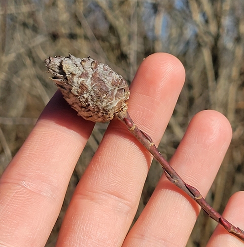Unknown species found near Ypsilanti, MI 48198, USA