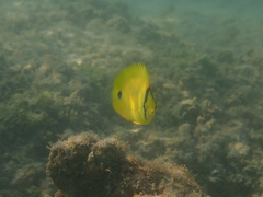 Chaetodon andamanensis
