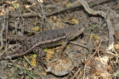 Sceloporus horridus