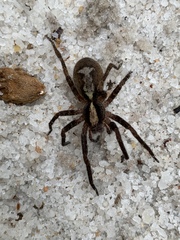 Ctenus ornatus