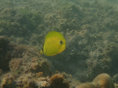 Chaetodon andamanensis
