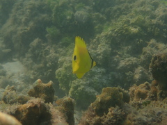 Chaetodon andamanensis
