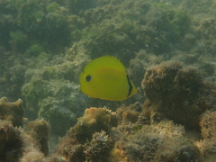 Chaetodon andamanensis
