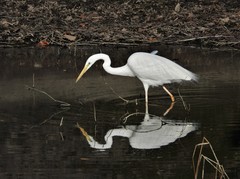 Ardea alba alba