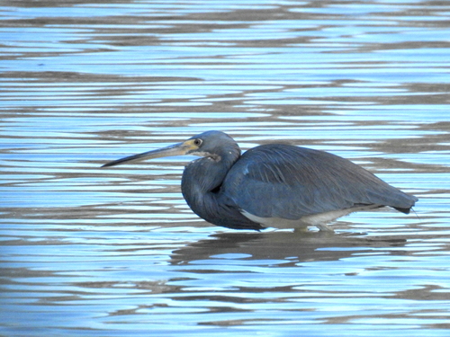 Egretta tricolor image