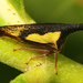 Locust Treehopper - Photo (c) Judy Gallagher, some rights reserved (CC BY)