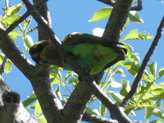 Poicephalus meyeri transvaalensis
