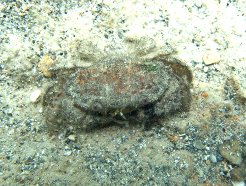 Actaeodes hirsutissimus observed 2026-03-01