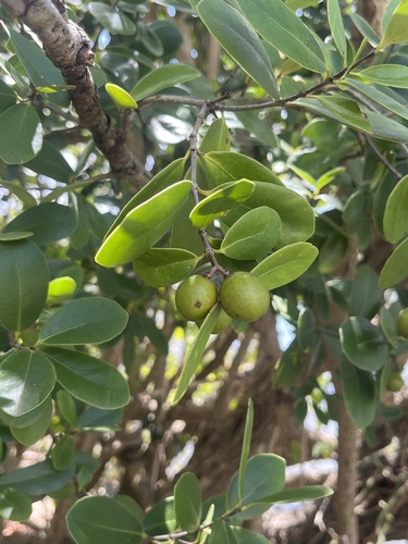 Wild Calabash (Elaeodendron xylocarpum)