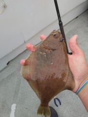 Citharichthys sordidus