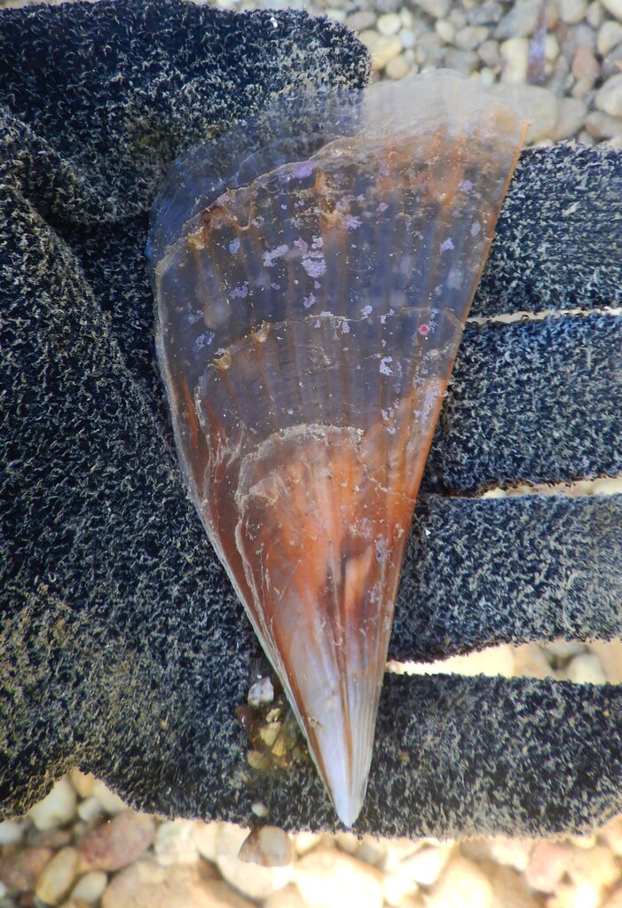 Amber Pen Shell from Wilmont Bay, Guanaja, Islas de la Bahía, Honduras ...