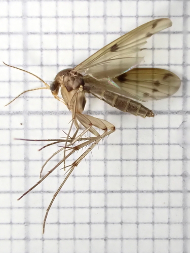 Mycetophila ornata