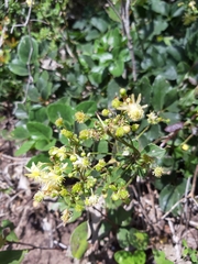 Knowltonia vesicatoria