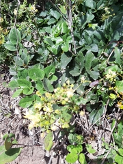 Knowltonia vesicatoria