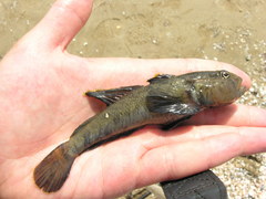Neogobius