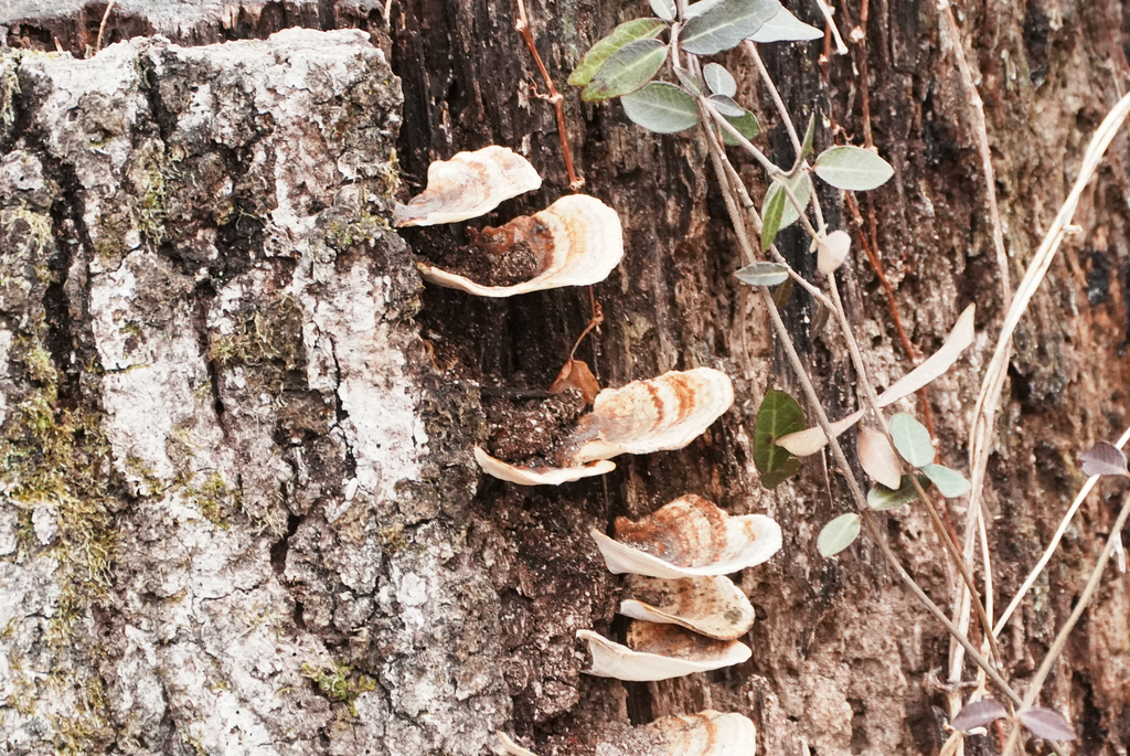 Microporus affinis · March 2026 · photo: © tbc_watanabe (iNaturalist, cc-by-sa)