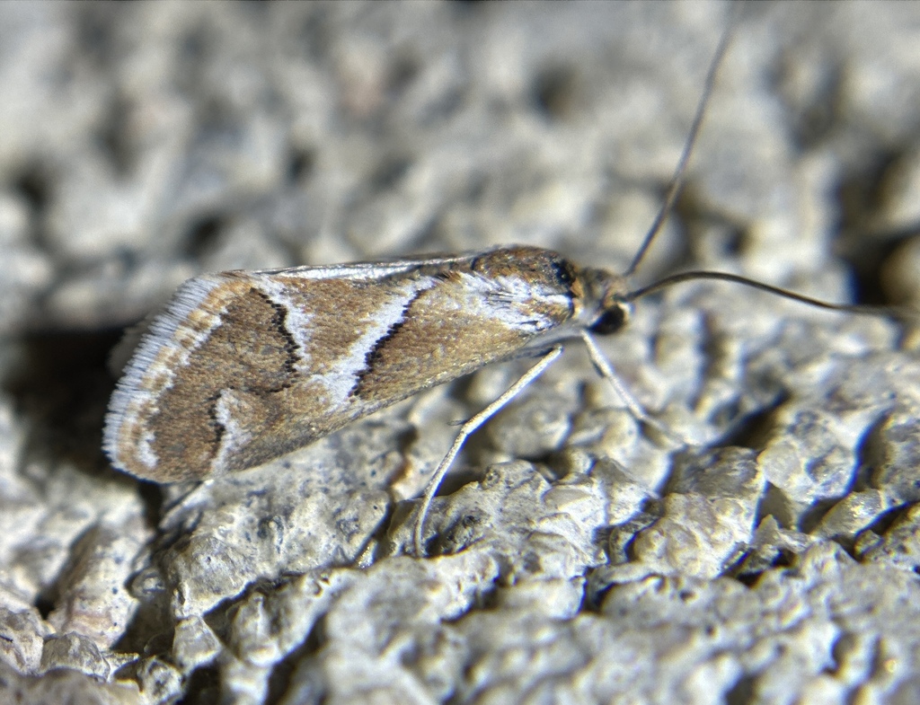 Noctueliopsis virula