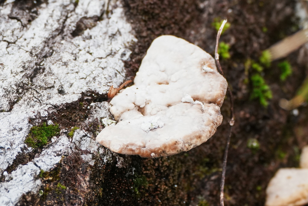 Trametes orientalis · March 2026 · photo: © tbc_watanabe (iNaturalist, cc-by-sa)