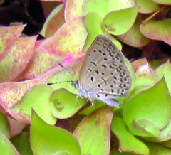Zizeeria knysna knysna