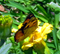 Junonia hierta cebrene