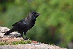 Corvus splendens