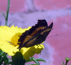 Junonia elgiva