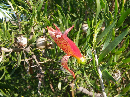 Spotted Emu Bush (Eremophila maculata)