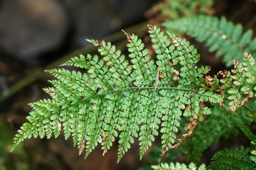 Upside-down Fern (Arachniodes standishii)