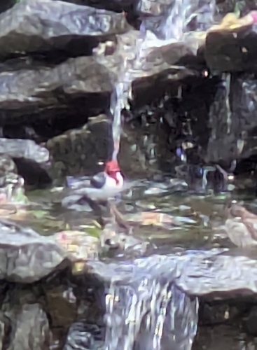 Red-cowled Cardinal