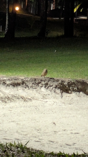 Burrowing Owl