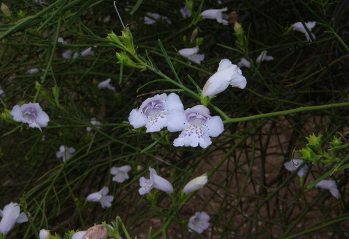 Eremophila polyclada, photograph 1