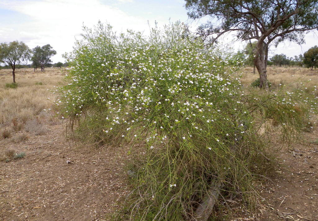 Eremophila polyclada; photograph (c) Lachlan Copeland, some rights reserved (CC BY-SA)